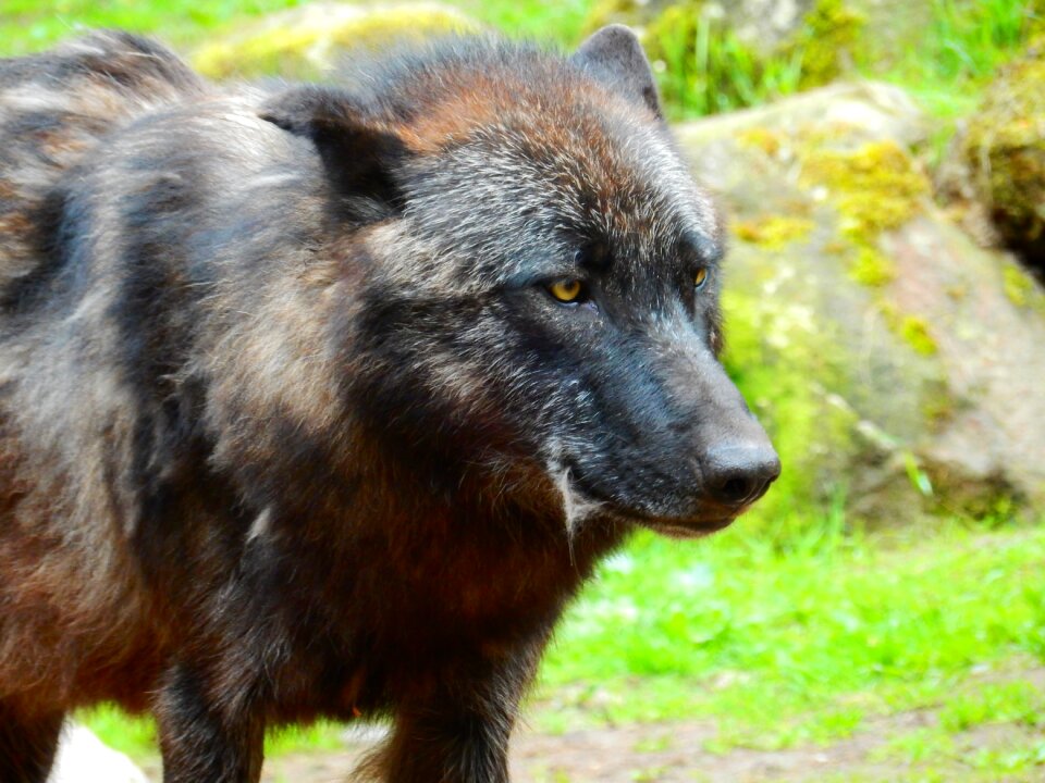 Wildlife park animal nature