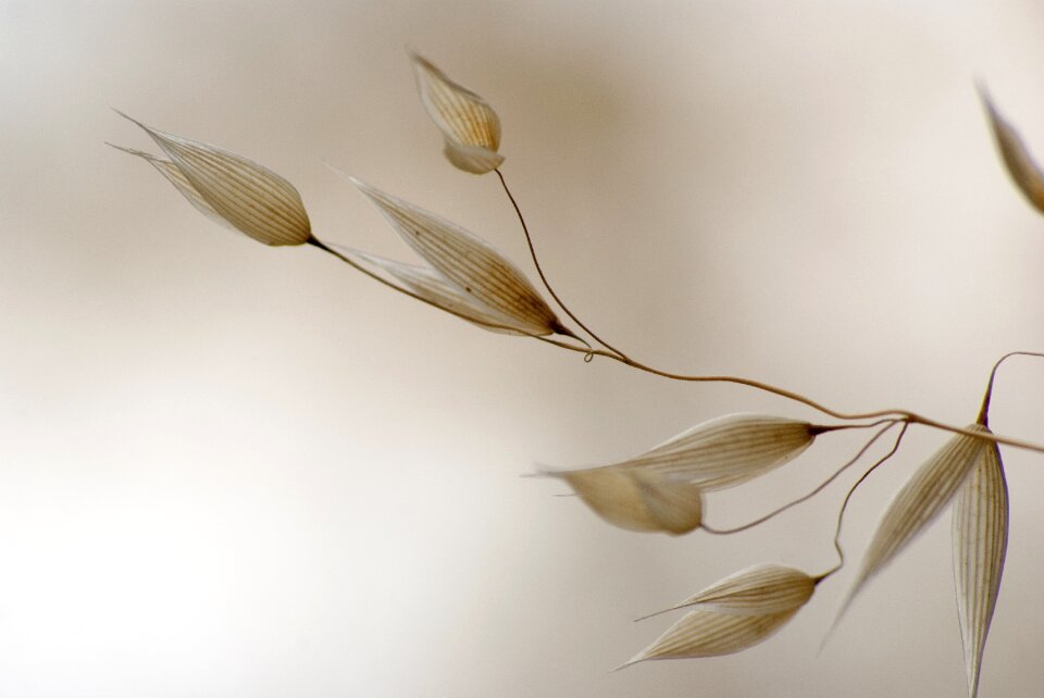 Dried nature light solitaire