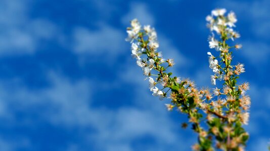 Sky spring clouds photo