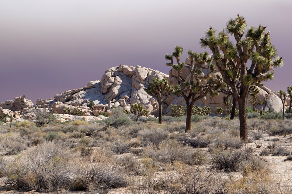 Joshua Tree National Park, California, USA