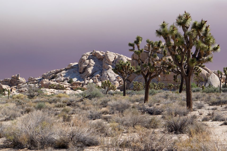 Joshua Tree National Park, California, USA photo