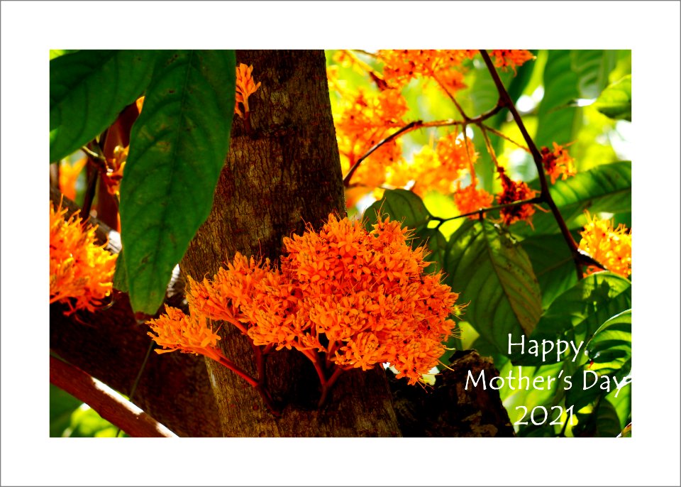 Flowers for Mother's Day 2021