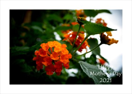 Flowers for Mother's Day 2021