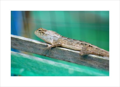 Lizard - beware its back
