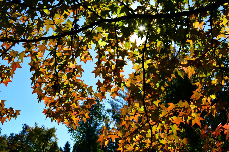 Sunshine fall season