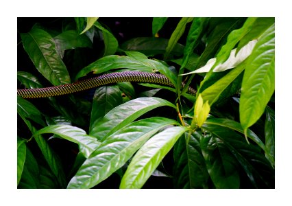 The camouflaged snake slides silently across the leaves and grass for preys