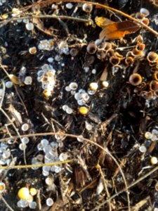 Bird’s nest fungi (unknown genus in family Nidulariaceae)