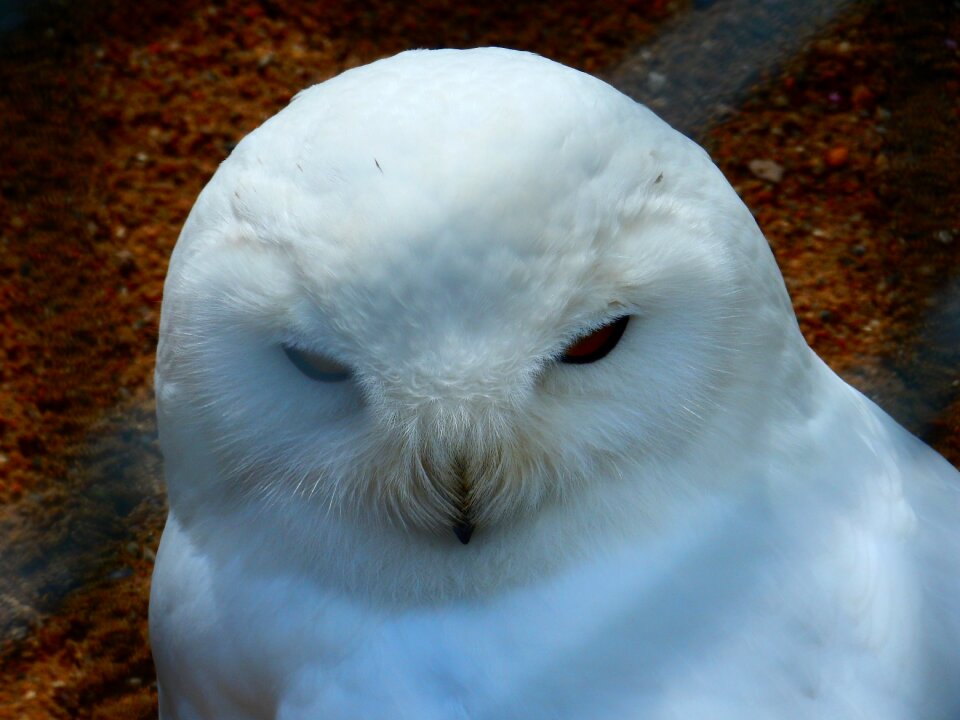 Bird mystical animal