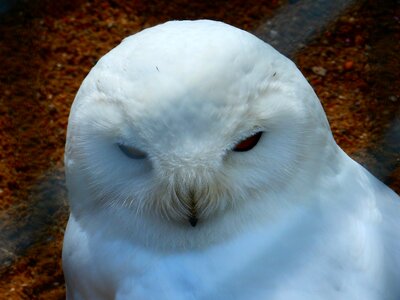 Bird mystical animal photo