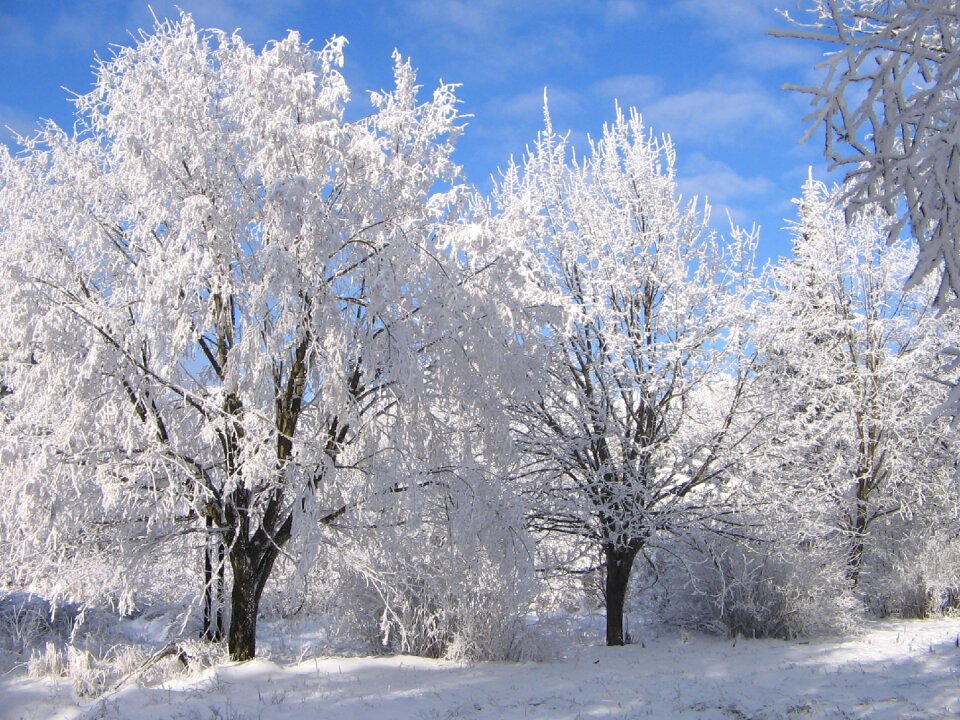 Winter trees snow