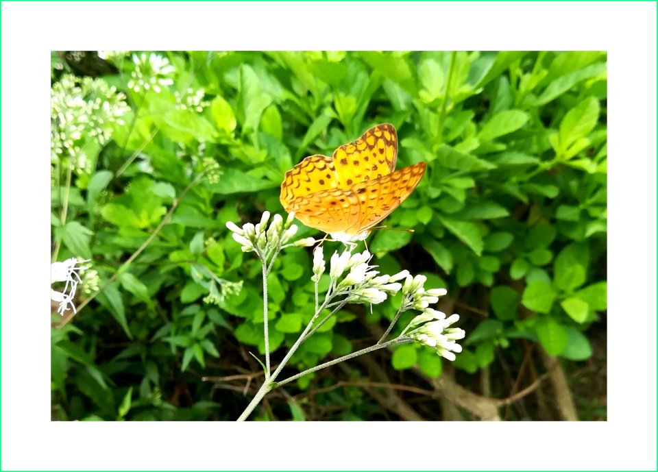 Beautiful butterfly - Common Leopard