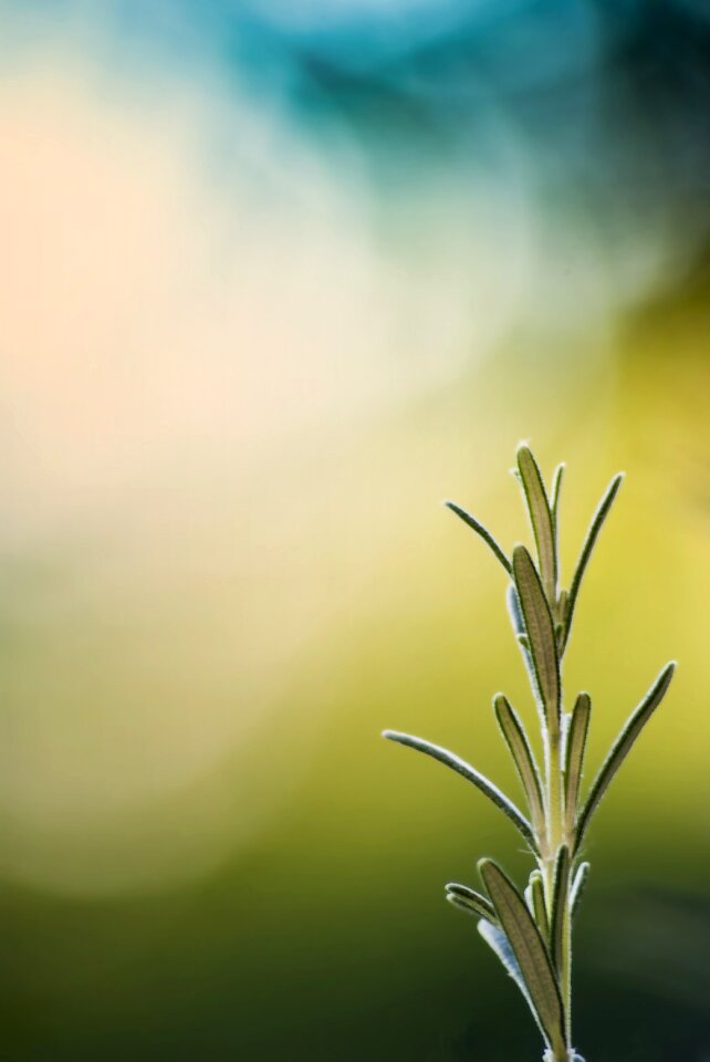 Green rod nature