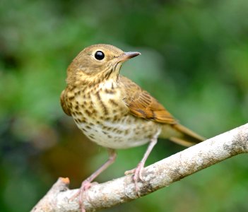 Swainson's Thrush 0777vv