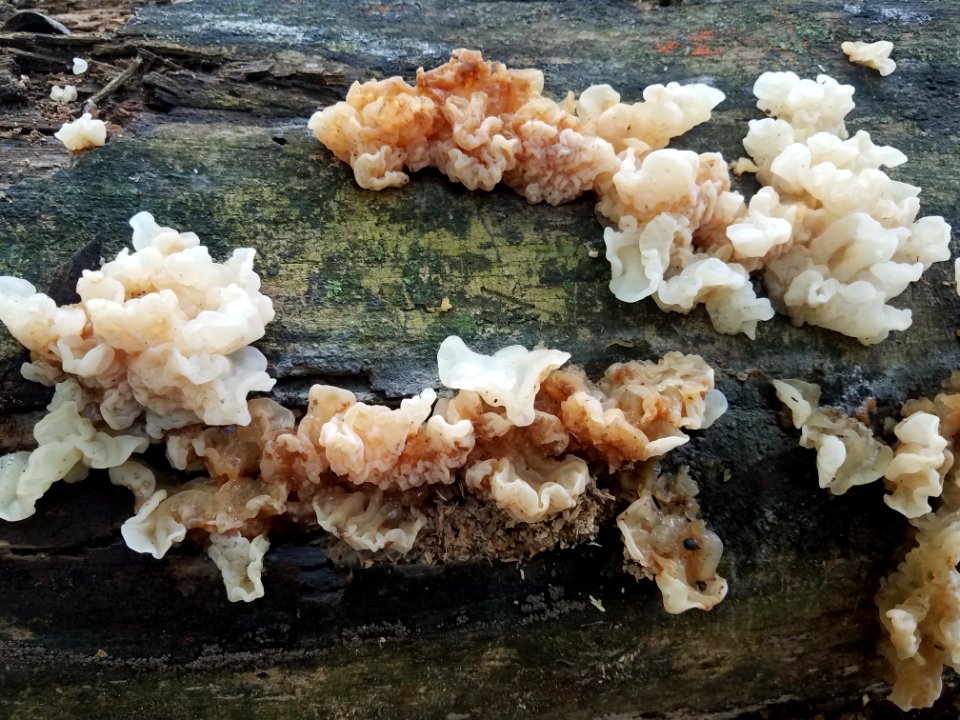 Pale jelly roll (genus Exidia)