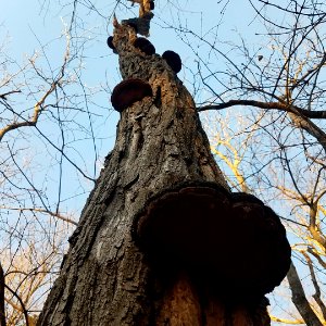 Artist's conk (Ganoderma applanatum)