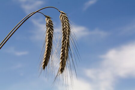 Grain spike plant