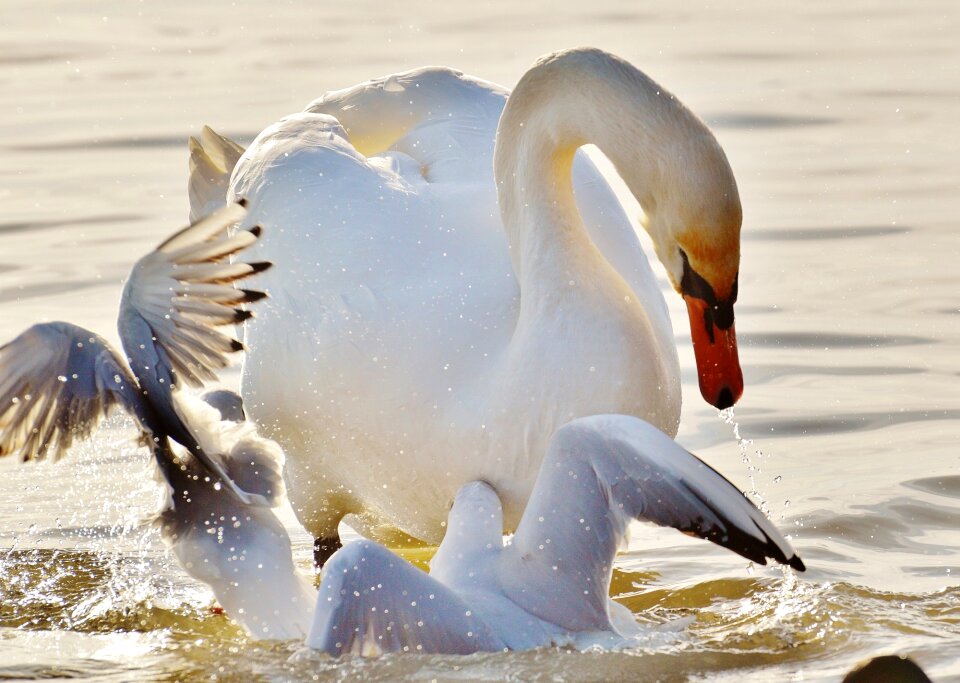Water lake constance animal world