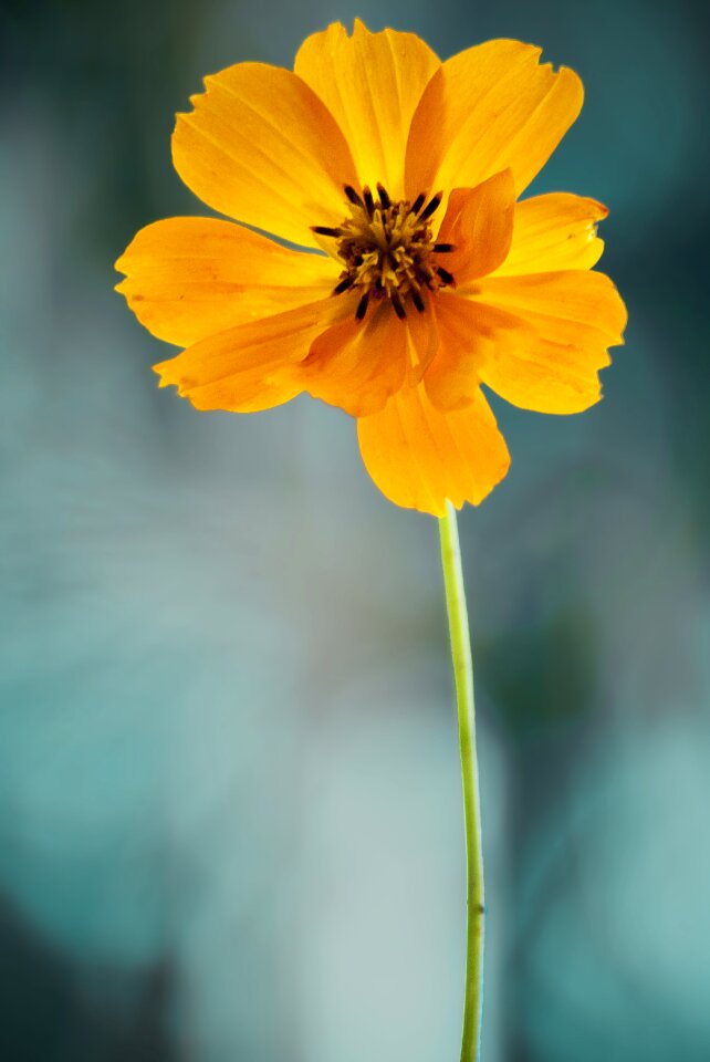 Background blue lonely bokeh