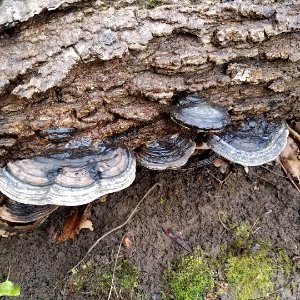 Black reishi (Ganoderma lucidum)