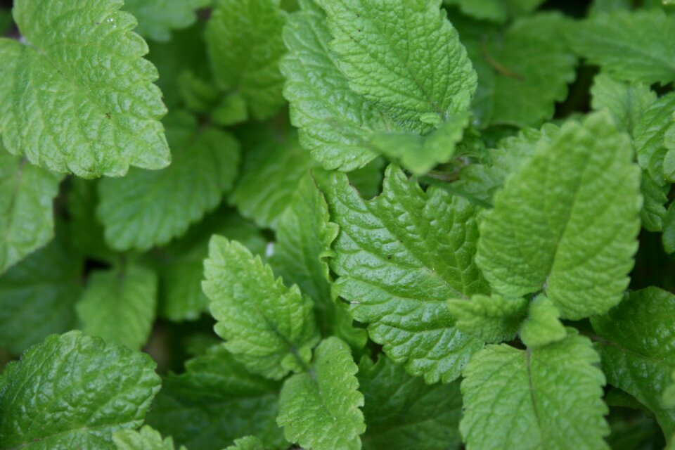 Healthy balm herb garden