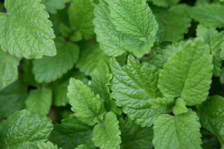 Healthy balm herb garden photo