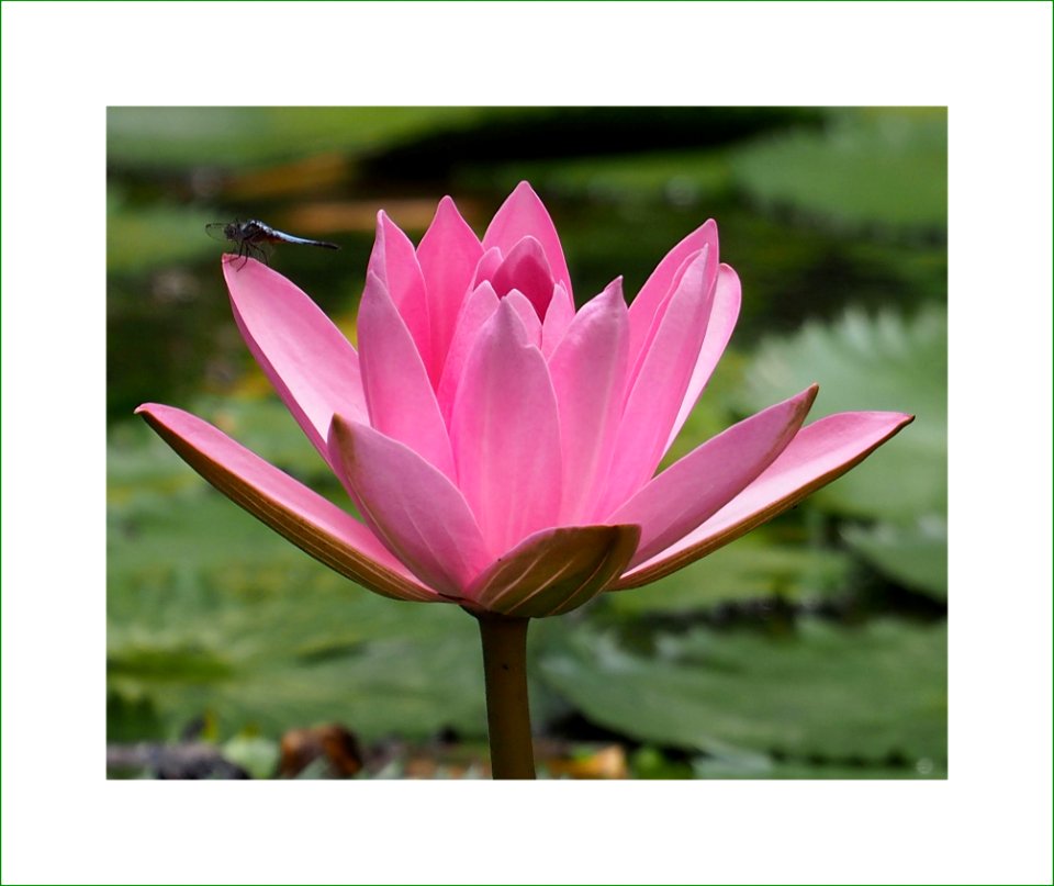 Waterlily and the dragonfly