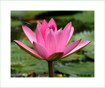 Waterlily and the dragonfly photo