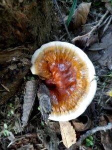 Red reishi (Ganoderma lucidum)