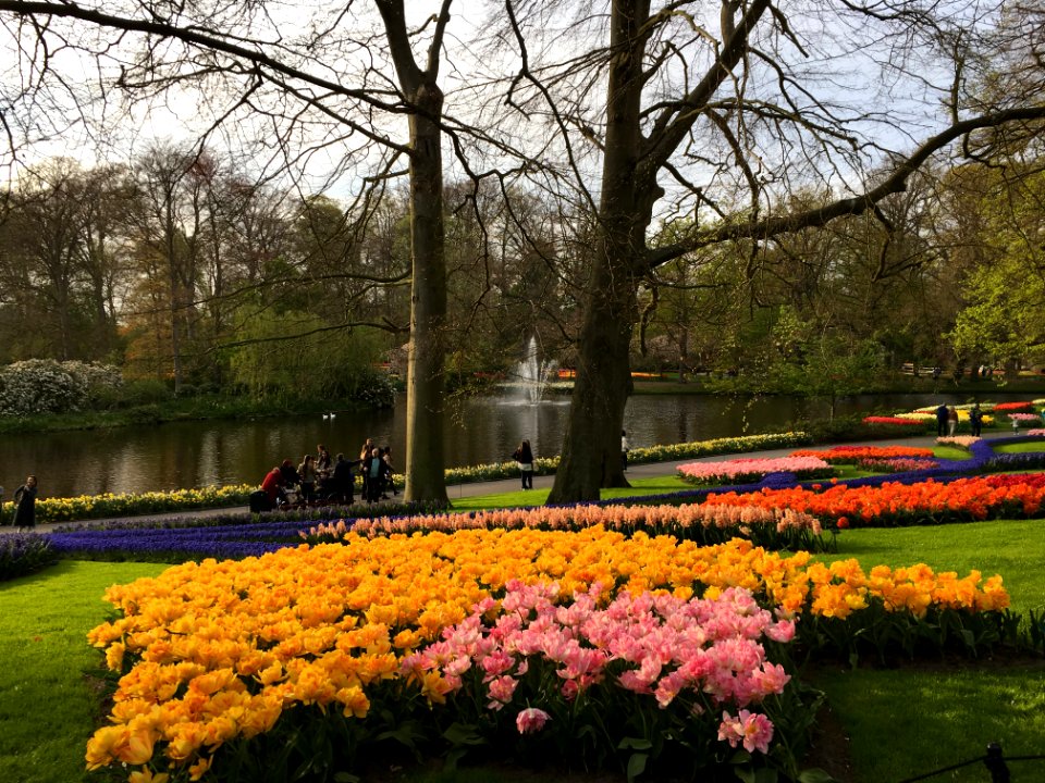 Tulips