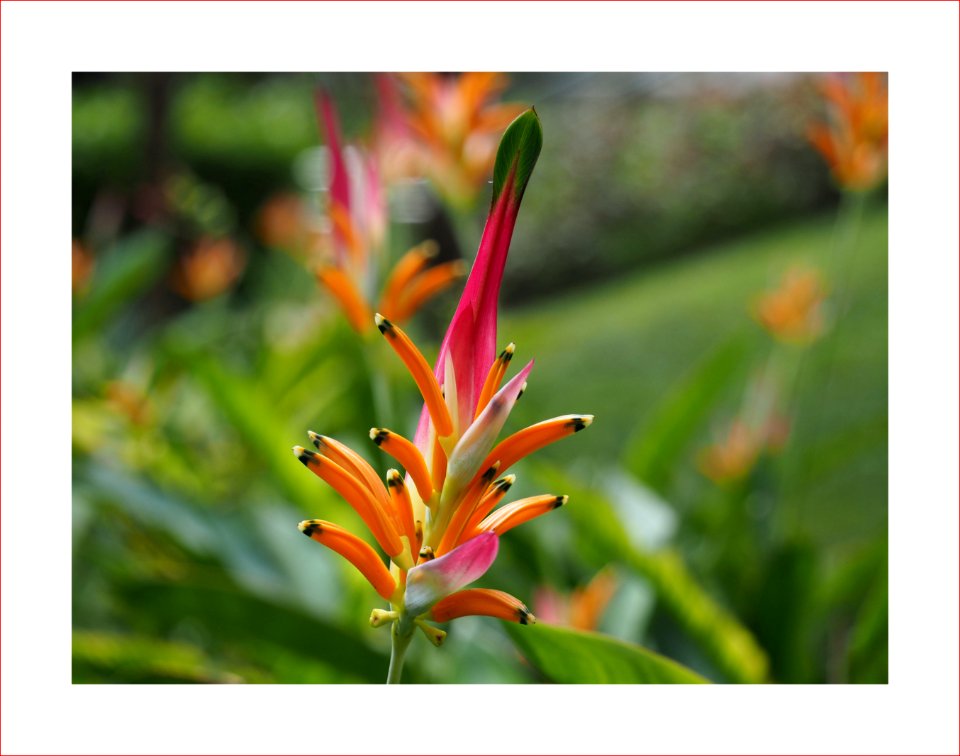 Bird of paradise