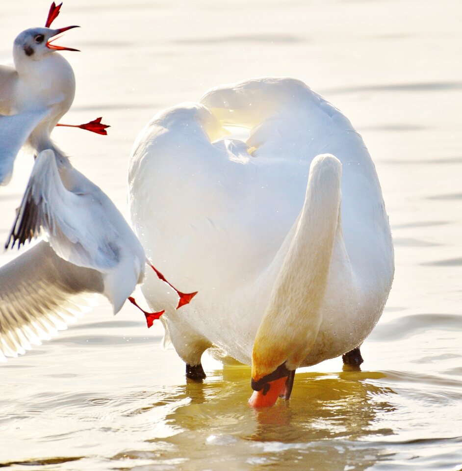 Water lake constance animal world