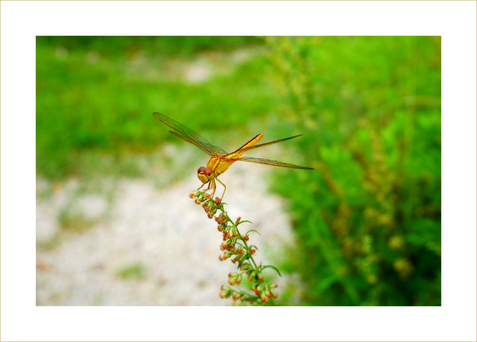 Golden dragonfly