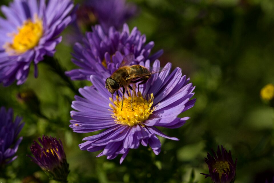 Flourished garden bee