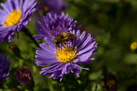 Flourished garden bee photo