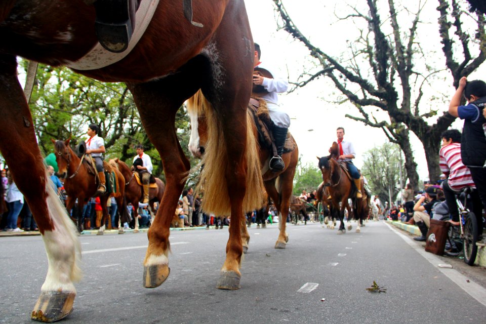 20.09.2018 - Gab Vice Prefeito - Desfile Farroupilha - Foto Marcel Avila
