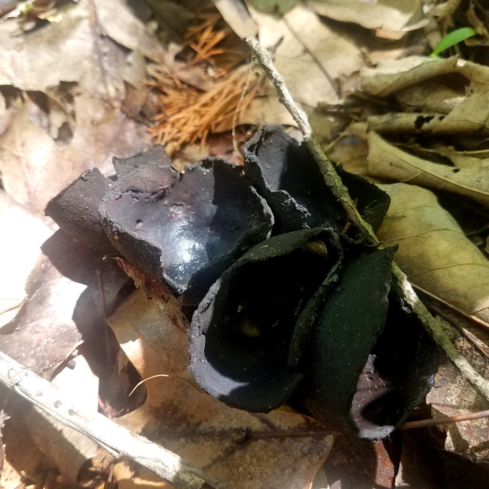 Devil's urn (Urnula craterium)