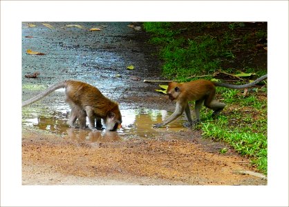 Monkeys drinking water photo