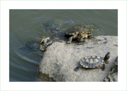 Turtles climbing the rock to tan themselves photo