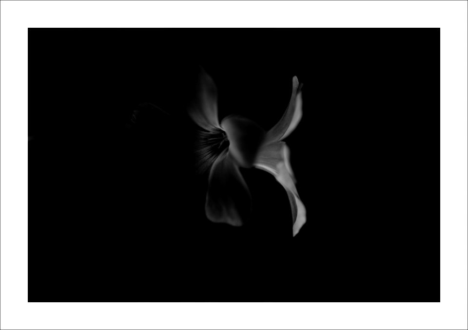 Flower abstract photo