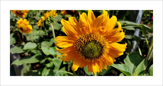 Sunflower photo