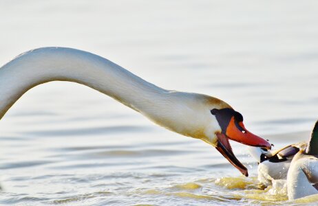 Water lake constance animal world