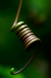 Tendrils are needed by climbing plants for their support and growth photo