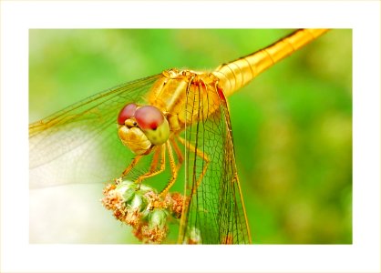 Golden dragonfly photo
