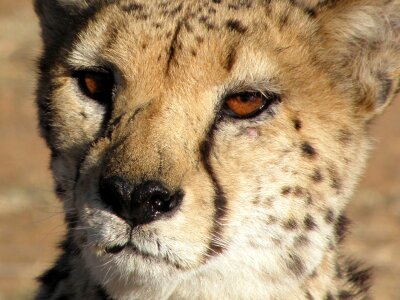 Cheetah animals close up