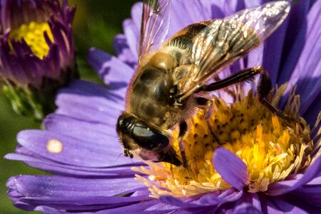 Close up purple flower bee photo