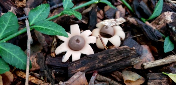 Earth star (Geastrum triplex)