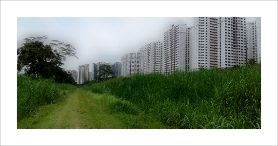 Rail corridor: The old can co-exist with the new (Choa Chu Kang, Yew Tee) photo