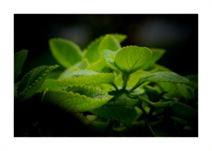 Mint plant photo