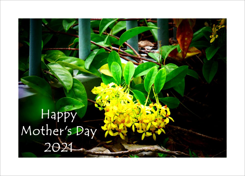 Flowers for Mother's Day 2021