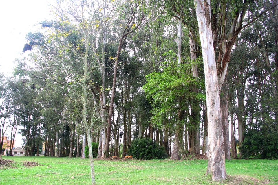 18.09.2018 - SQA - Reflorestamento Bosque Av José Maria da Fontoura - Foto Marcel Avila